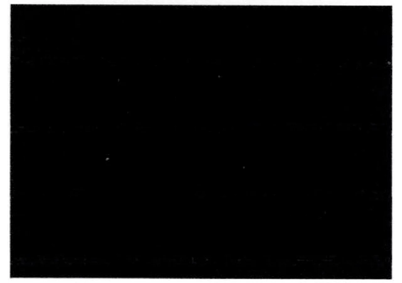 Gummimatte 1400 x 1000 x 8 mm – EPDM GartenShop24 - Hochwertige Gartengeräte