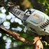 Stihl Akku Hochentaster HTA 86 – ohne Akku und Ladegerät Stihl