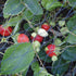 GRANIT Gartennetz Größe (m) 4 x 10