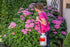 Birchmeier Sprühgerät, Garden Star 3, 3 l 1185.9101