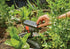 Gardena Viereckregner AquaZoom compact