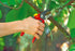 Wolf-Garten Gartenschere, RS 4000, Hinterhof-Ambossschnitt